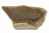 Fossil Tyrannosaur (T rex) Bone Section - Wyoming #382627-1